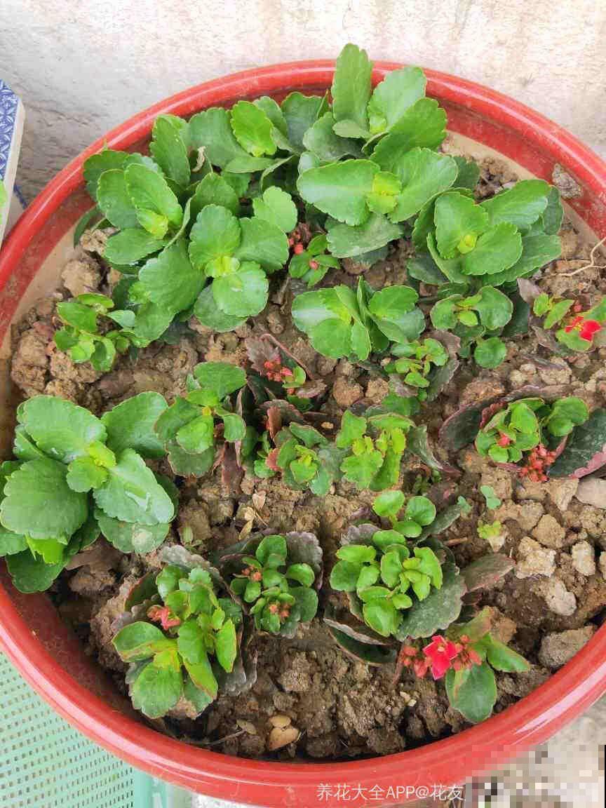 8种夏天扦插花，现在掐枝，下个月有花赏！
