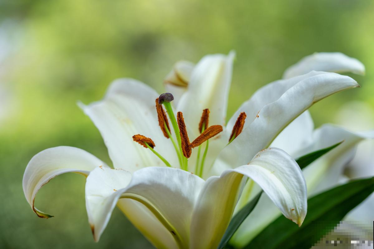 百合花怎么水养？