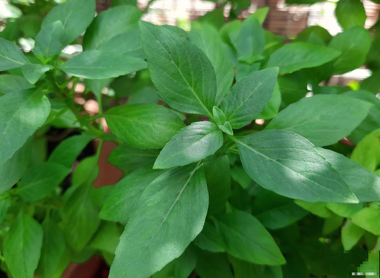 罗勒如何种植的？