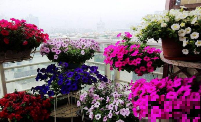 有了这3种花，阳台花园不再是梦，教你几招轻松养好！
