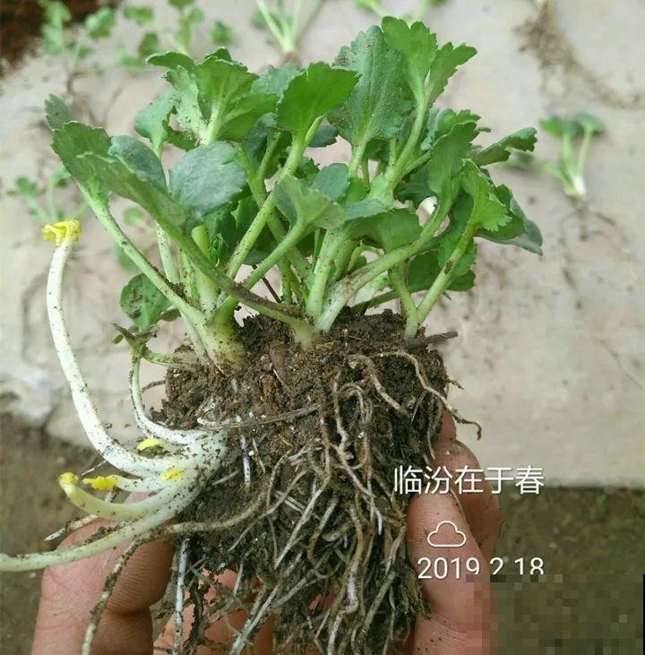 外国人的牡丹花，一盆能开28朵，花比拳头还大！