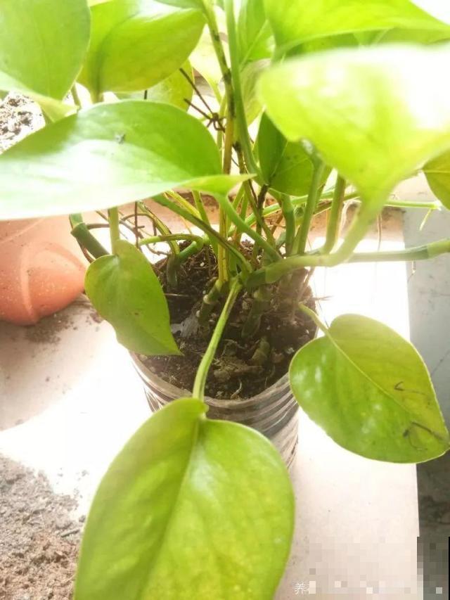 啤酒能不能浇花？这个还真不好说，要看怎么浇水！
