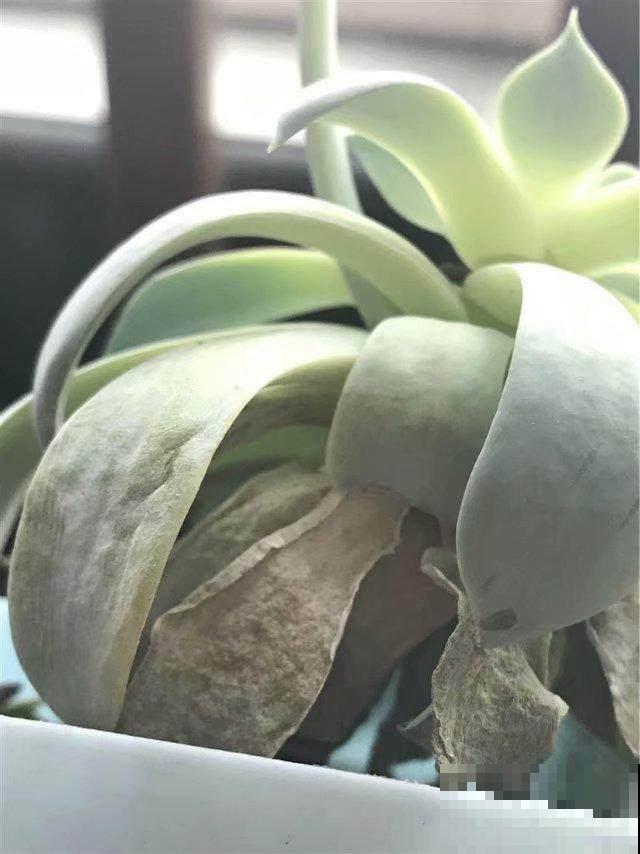 多肉砍了一段，还能活？一头变多头，株株都爆盆！