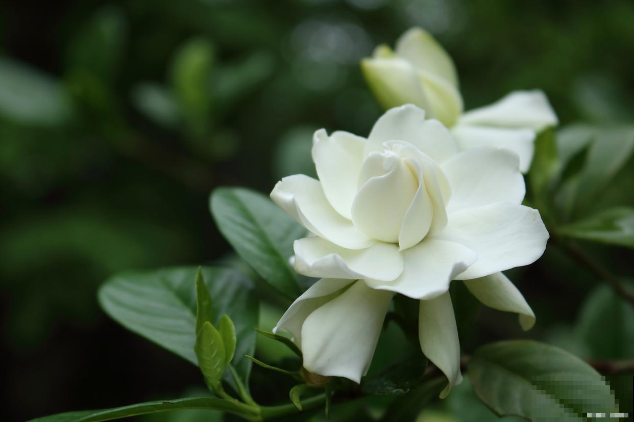 栀子花花苞少怎么办