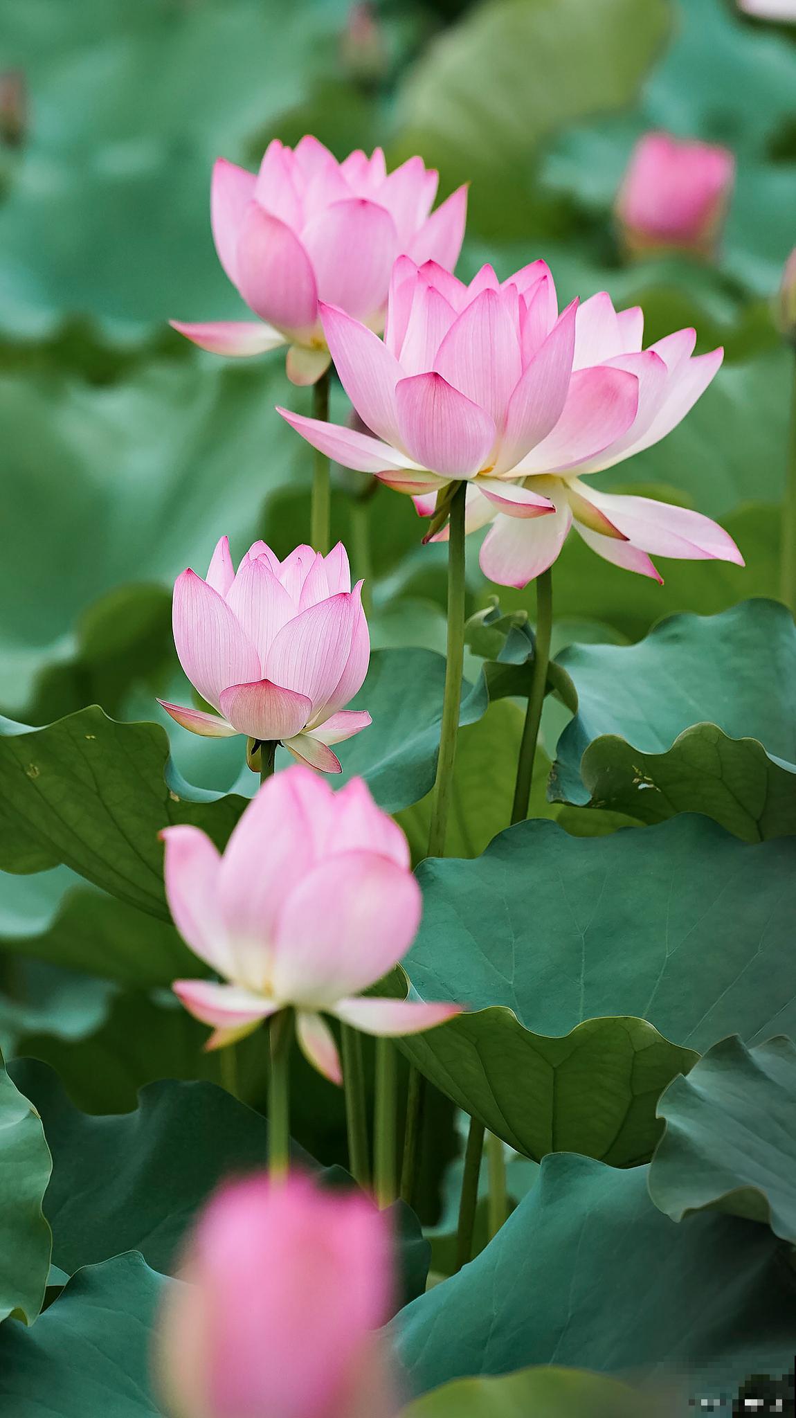 我国的名花有哪些