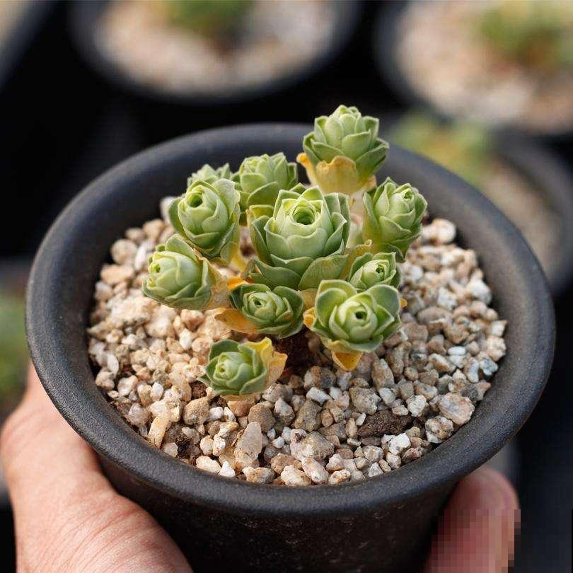 夏天成多肉的鬼门关？搞定浇水，天一凉就能缓过来！