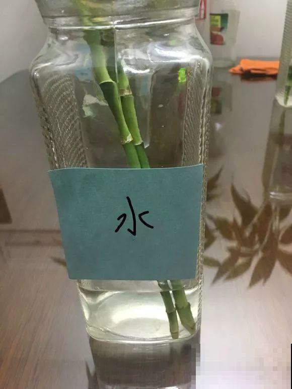 水培富贵竹加啥好？现场对比实验，太真实了！