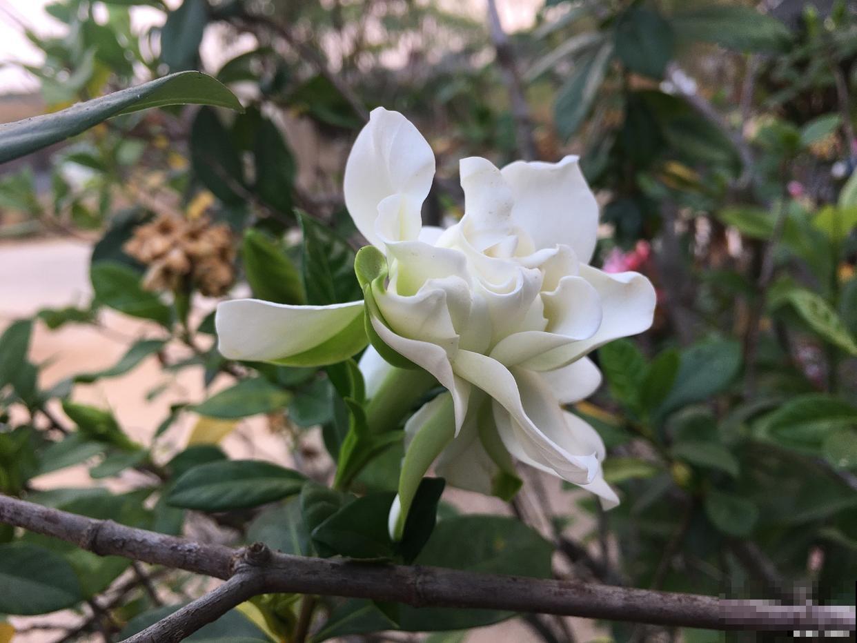 海岛栀子花的养殖方法和注意事项