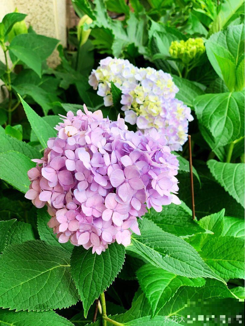 8种夏天扦插花，现在掐枝，下个月有花赏！