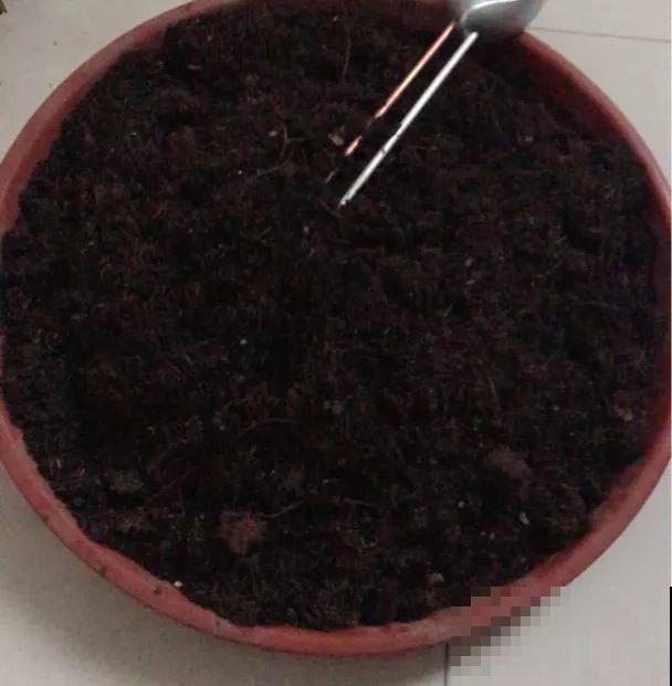 龟背竹盆里插个它，个子能长2米高，叶片油亮不倒伏！