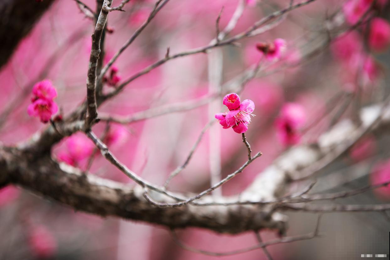 冬天的梅花是什么颜色