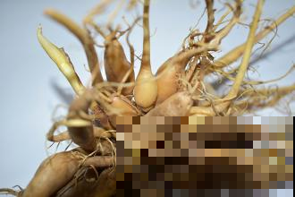 路上看见这“黄花菜”千万别吃，要不然分分钟中毒，立马扩散！