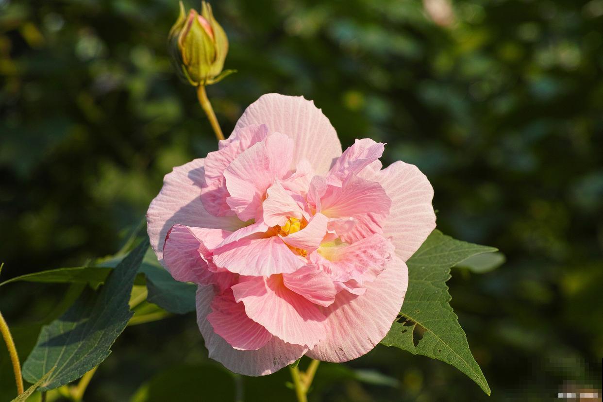 芙蓉花怎么扦插？