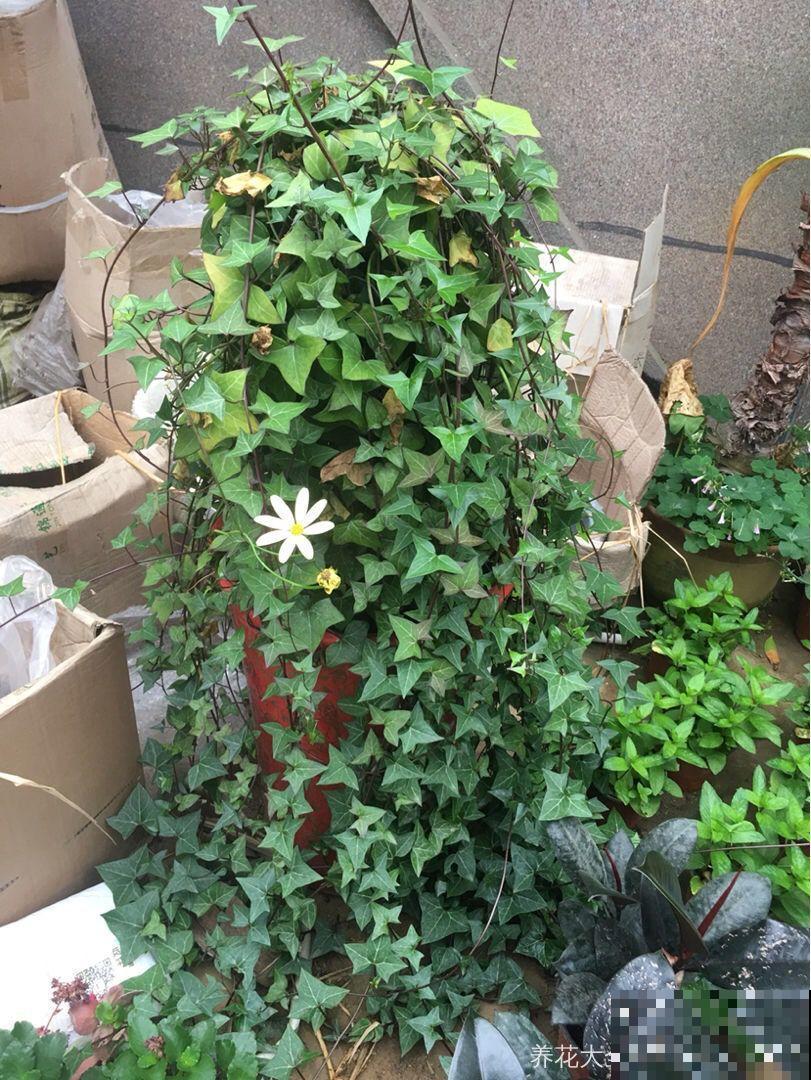 适合养在房间里的6种花，净化空气还降温，让你远离空调病！