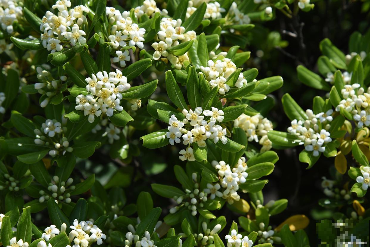 米兰花为什么不开花