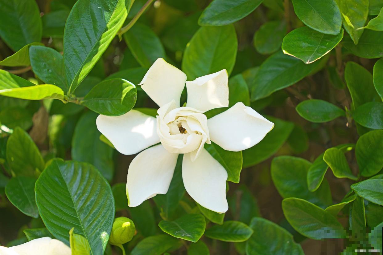 栀子花怎么养才能更旺盛开花