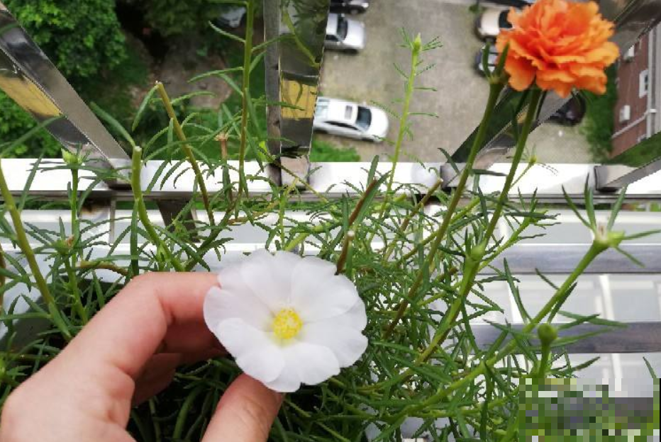 太阳花扔水里，第二天生根，花一开就是一大片！