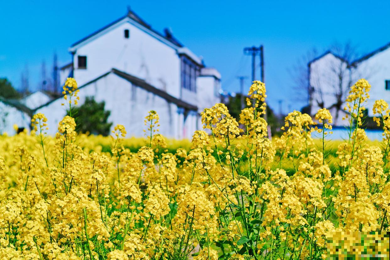 出游正值好春光，《四月份赏花指南》请查收