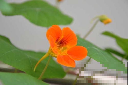 这花最抗造，轻松一养，2个月时间，就能爬满围墙！