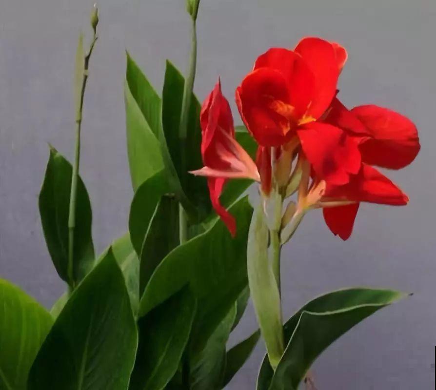 夏天就养这5种花，花开艳丽寓意好，喜气洋洋好运来！
