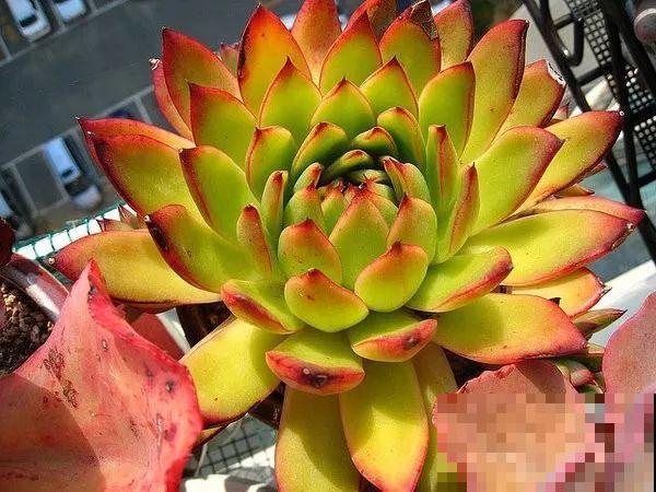 这种系列多肉，颜值高价格也贵，夏天可是“重点保护动物”！