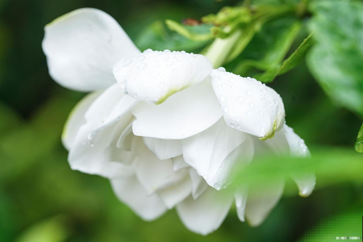 栀子花怎么养才能更旺盛开花