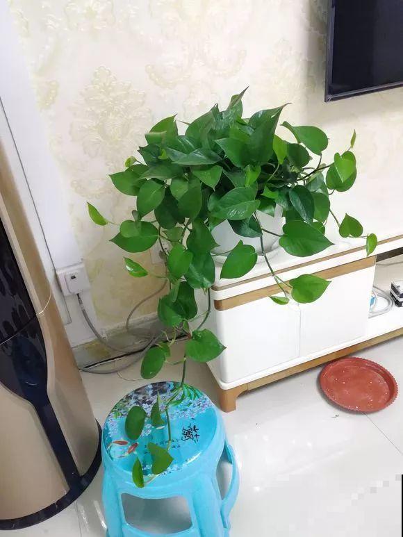 啤酒能不能浇花？这个还真不好说，要看怎么浇水！