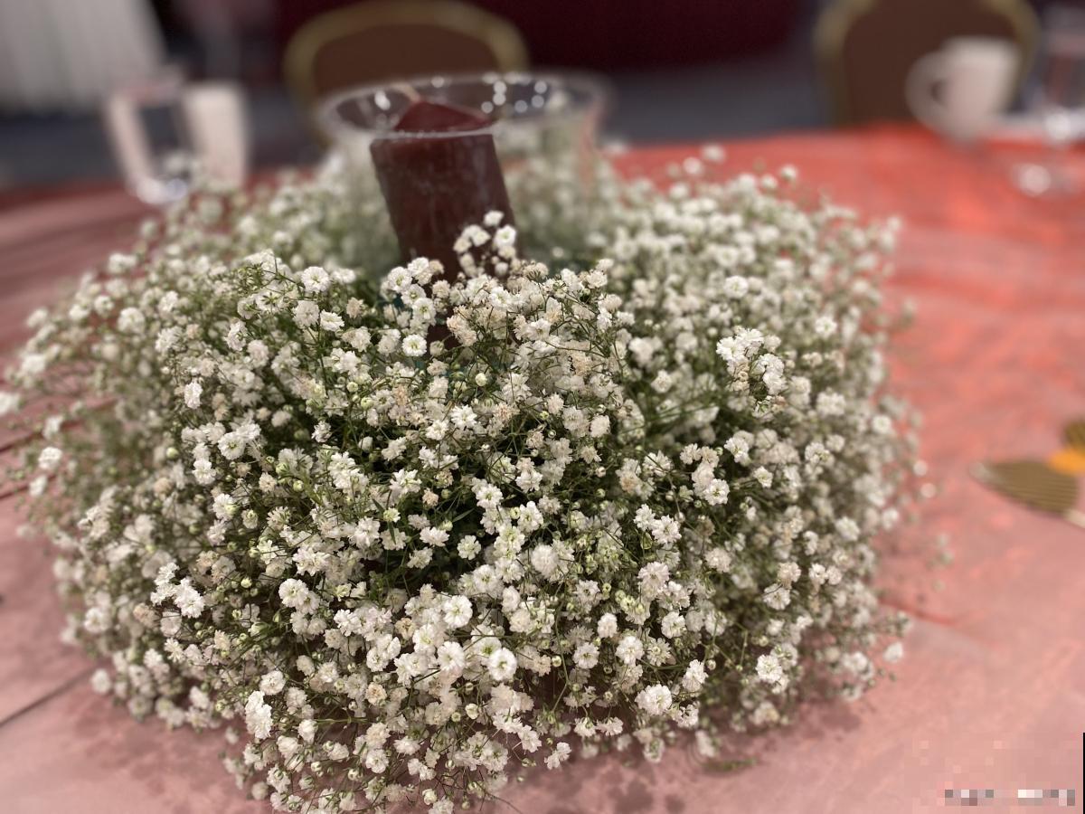 满天星种子怎么种植方法