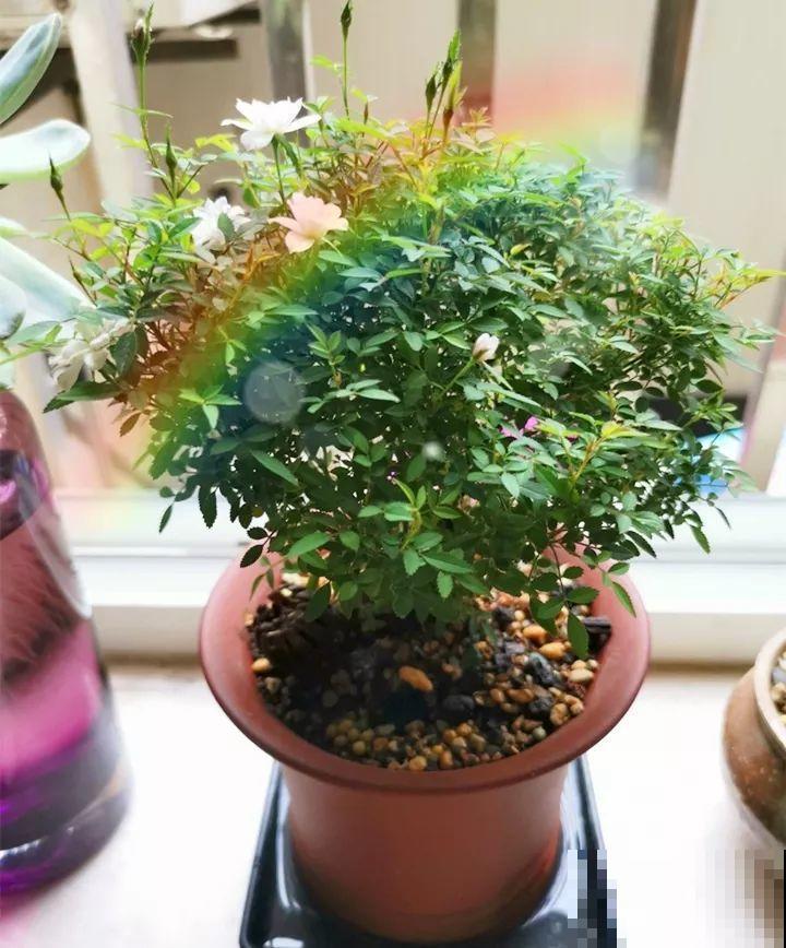 这种月季只有巴掌大小，不生虫病，最适合懒人养！