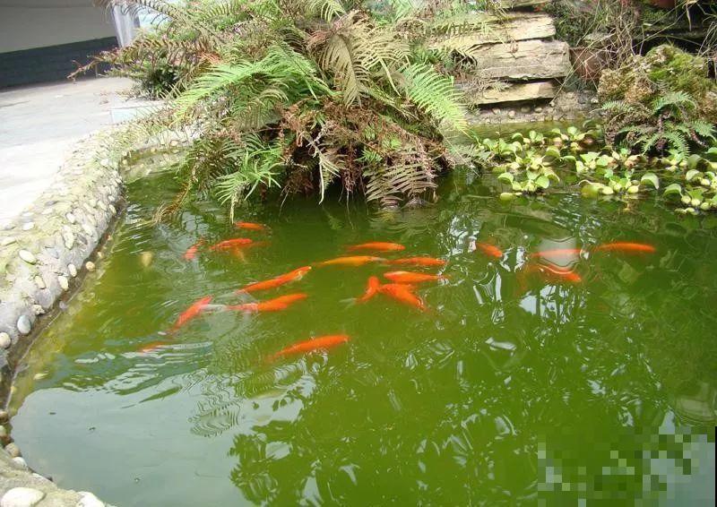院子没有，那就用它来造水景，简单又大方！