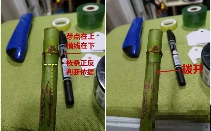 教你3种嫁接术，自己在家也能种出月季树，还能开多色！