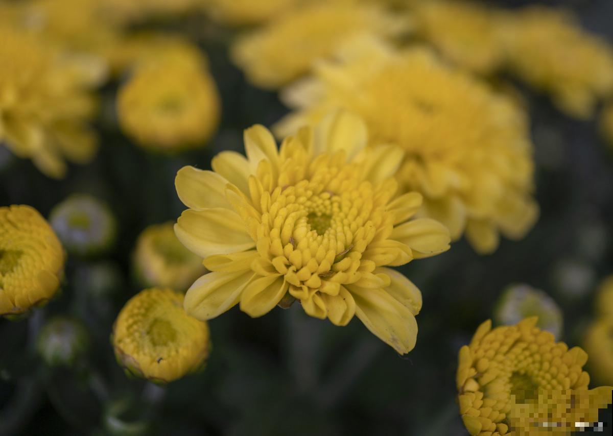 种植菊花用什么肥料