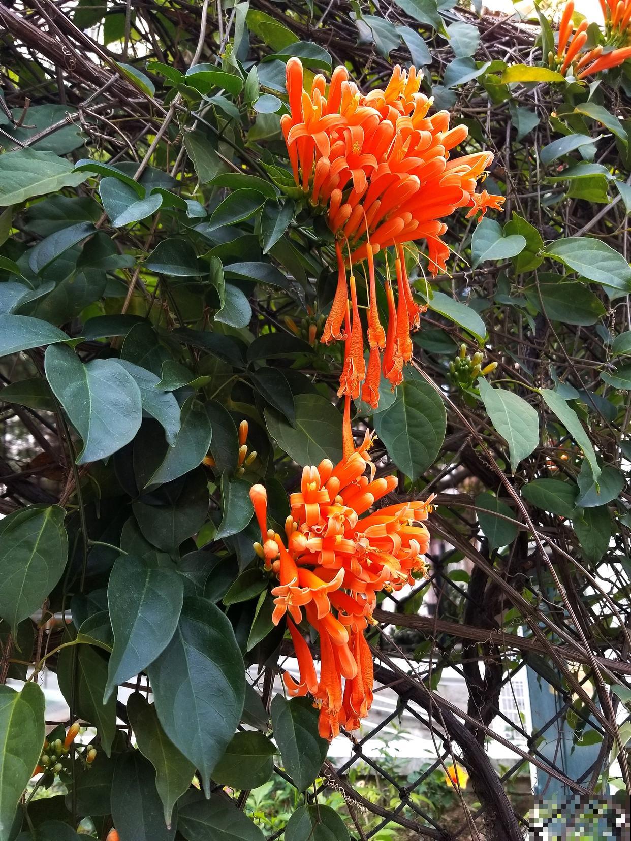 炮仗花为什么不开花