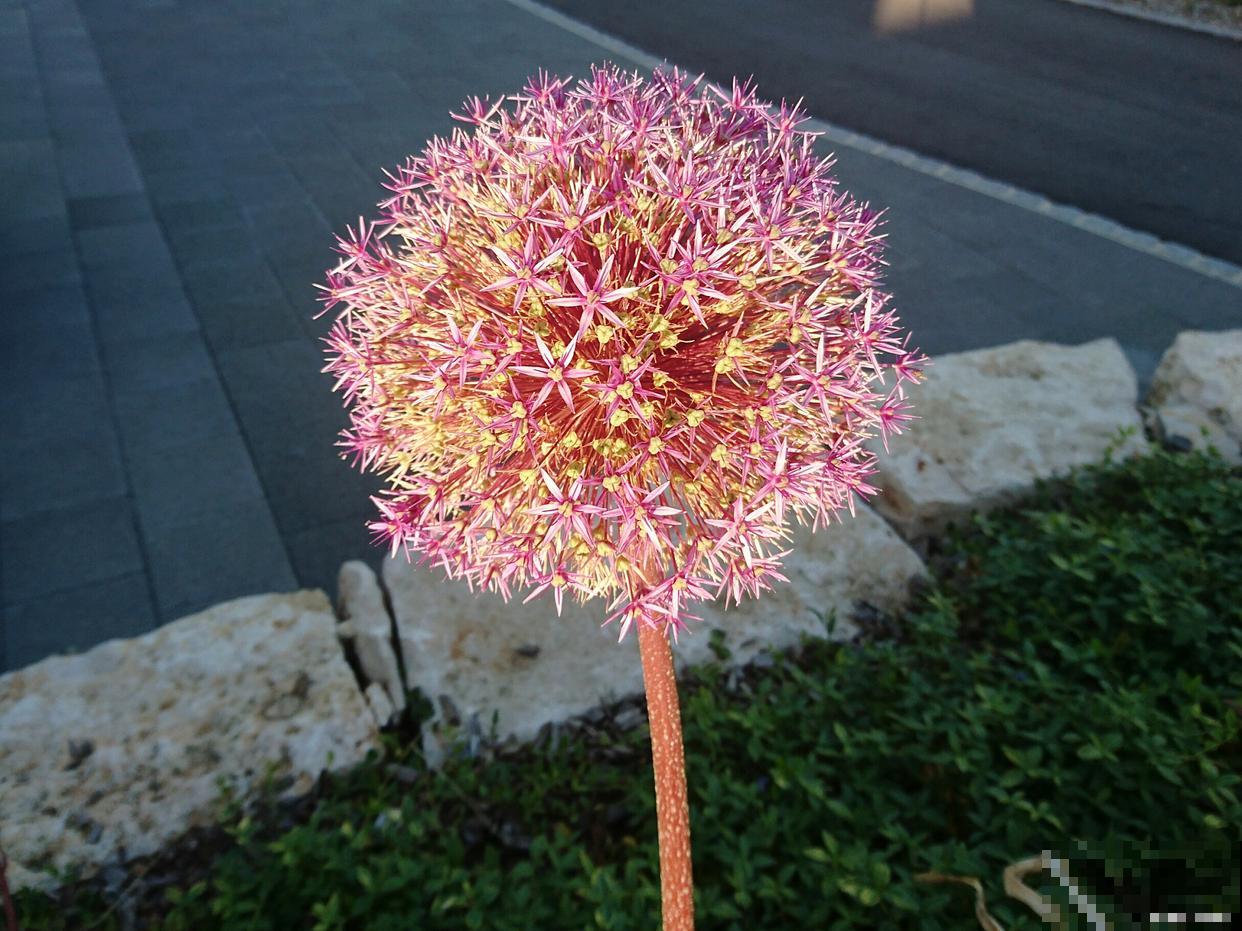 网球花为什么不开花