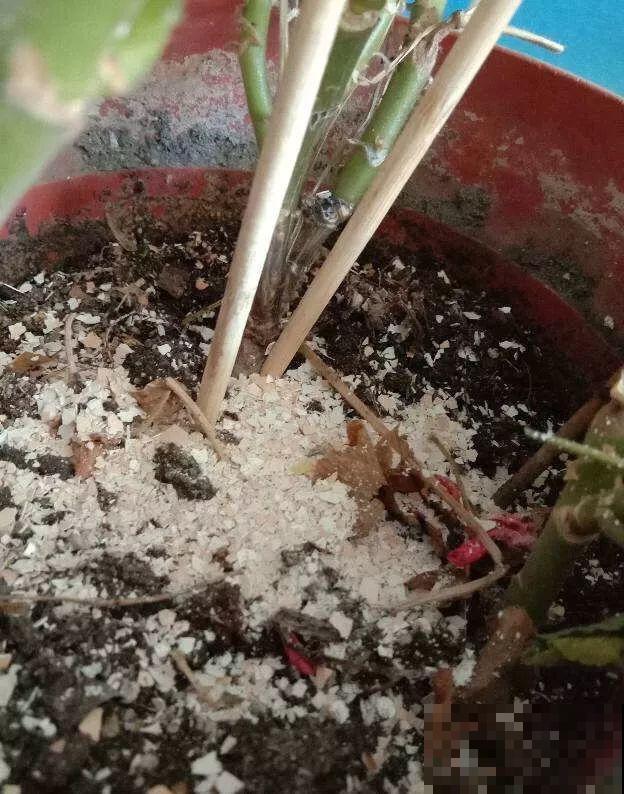 坏掉的鸡蛋可是养花宝，把黄掺土里，茉莉开花又香又白！
