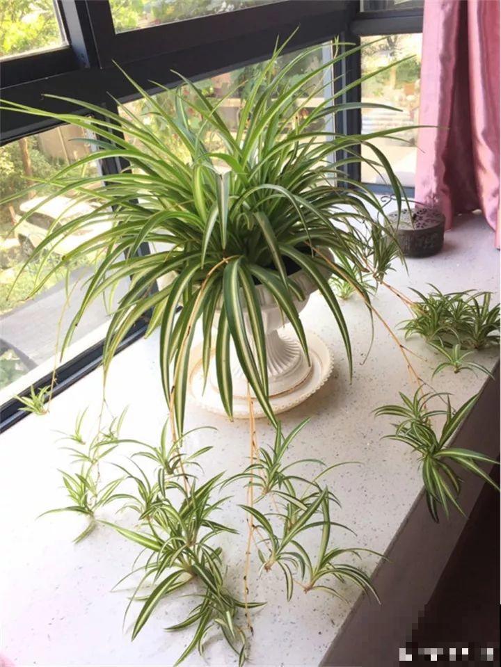 淘米水加点料，没有异味，肥效能翻10倍，养啥花都旺！