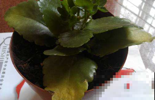 谁说夏天干燥要多浇水？这几种花稍微多浇就烂了，赶紧住手！