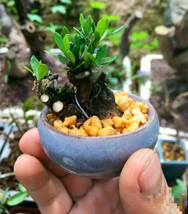 这种月季只有巴掌大小，不生虫病，最适合懒人养！