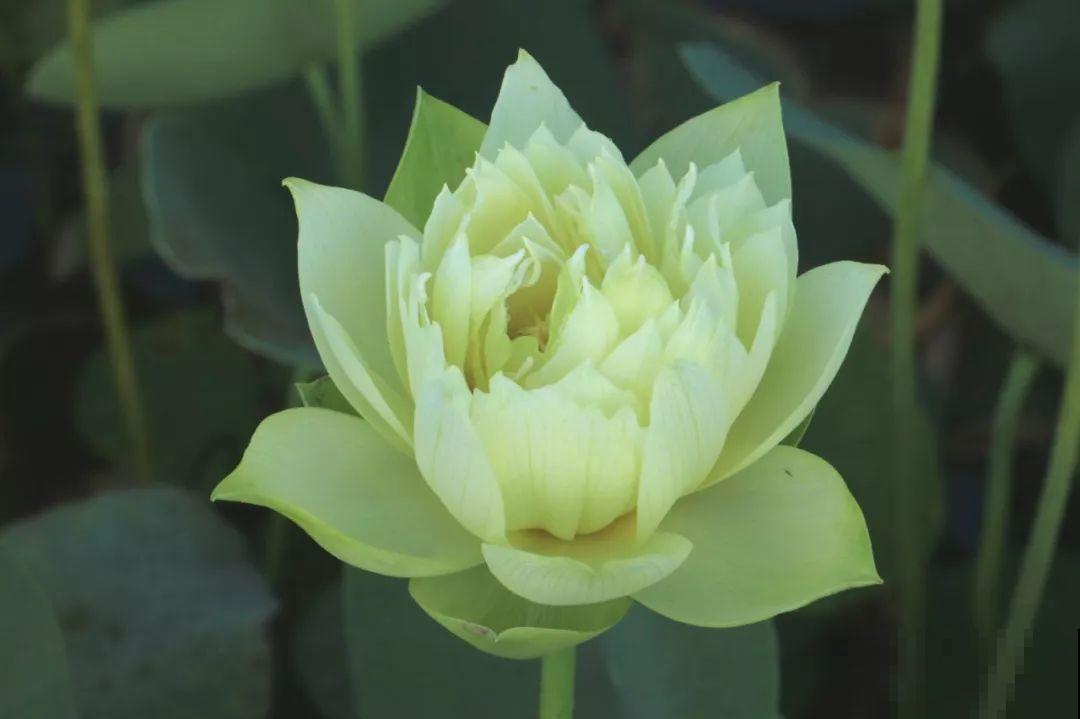月季绣球看够了？夏天就要来盆碗莲，花美还好养！