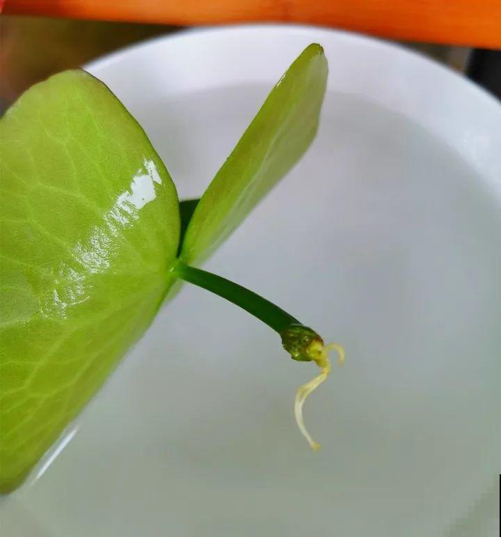 这10种“水桶花”，夏天得用大缸养，越浇水长得越疯狂！