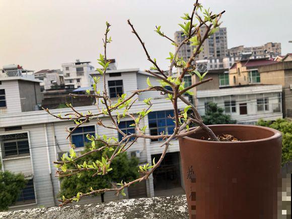 夏天就得养这花，皮实耐热花期长，越晒开花越多！