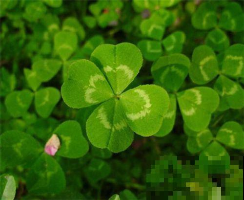小时候每天都在找这花，偶然捡到一个，就像中了大奖一样开心！