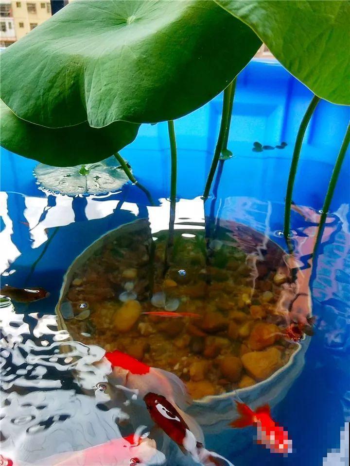 这10种“水桶花”，夏天得用大缸养，越浇水长得越疯狂！