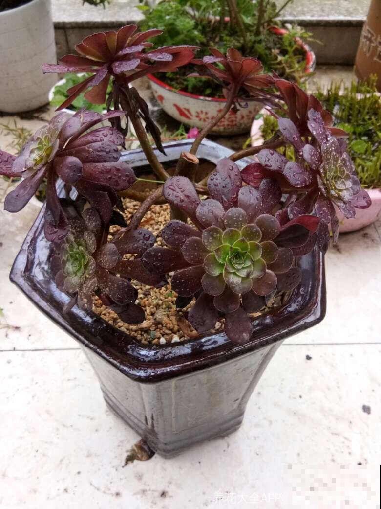 夏天养多肉法师，就要遮阳遮雨，不然黑腐烂根有你愁的！