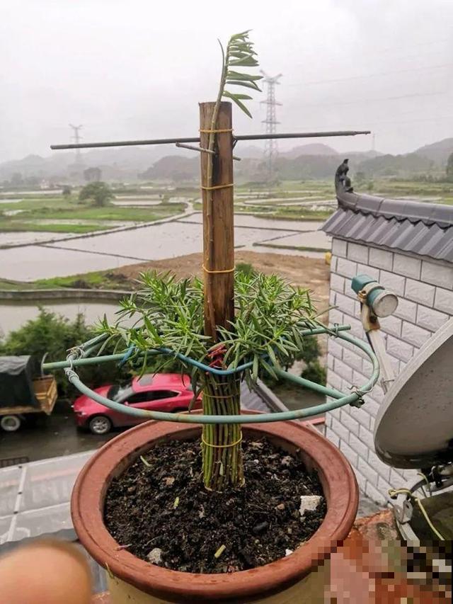 热不死的花，绑在木棍上养10天，开成一座大花塔！