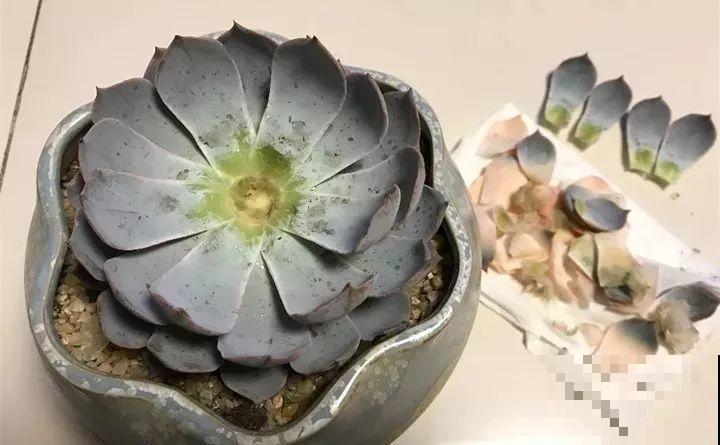 养了两个月的花，竟发现是假的？这些套路还真得摸清楚！
