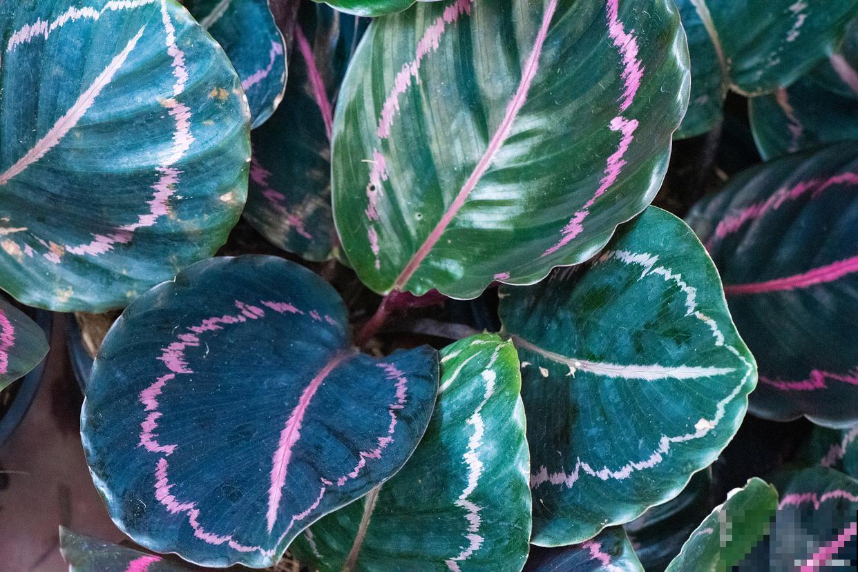 天鹅绒植物怎么养