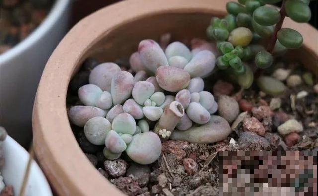 多肉砍了一段，还能活？一头变多头，株株都爆盆！