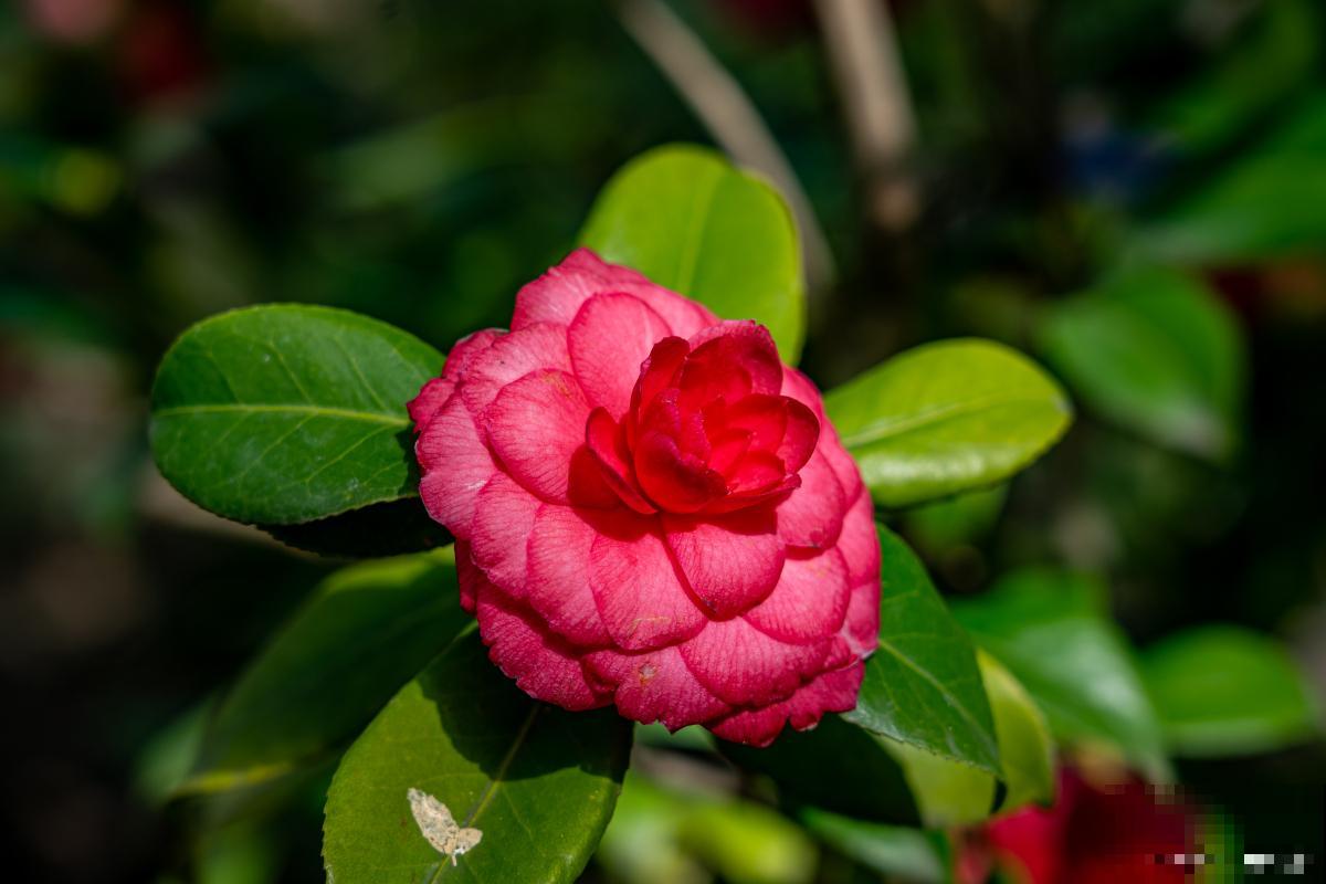 红茶花怎么养的？