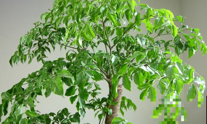 幸福树一到夏天就“脱发”，再不“折腾”一下，最后真成光杆了！